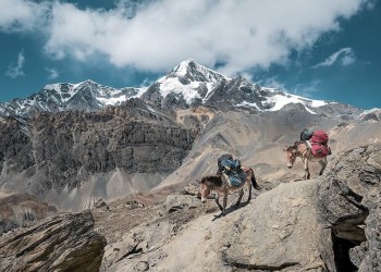 Two donkeys carry climbing gear through rough terrain with high snowy mountain peaks in the background.